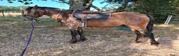 Appaloosa horses for sale: Superstar pony ready to mould. To make avout 14.1h - Advert 8