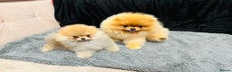Pomeranian dogs for stud: Pomerian Stud dog Top Top Quality-teddy face boy in Deeside - Advert 9