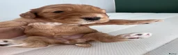 Cockapoo dogs for sale: Cockapoo Puppies by Proven Parents (last litter) - Advert 8