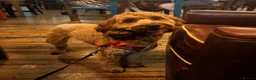 Cavapoo dogs for stud: Cavapoo male for stud only  in Hinckley - Advert 16