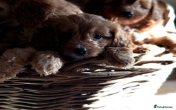 Cavapoo dogs for sale: Beautiful Cavapoo Pups  - Image 2