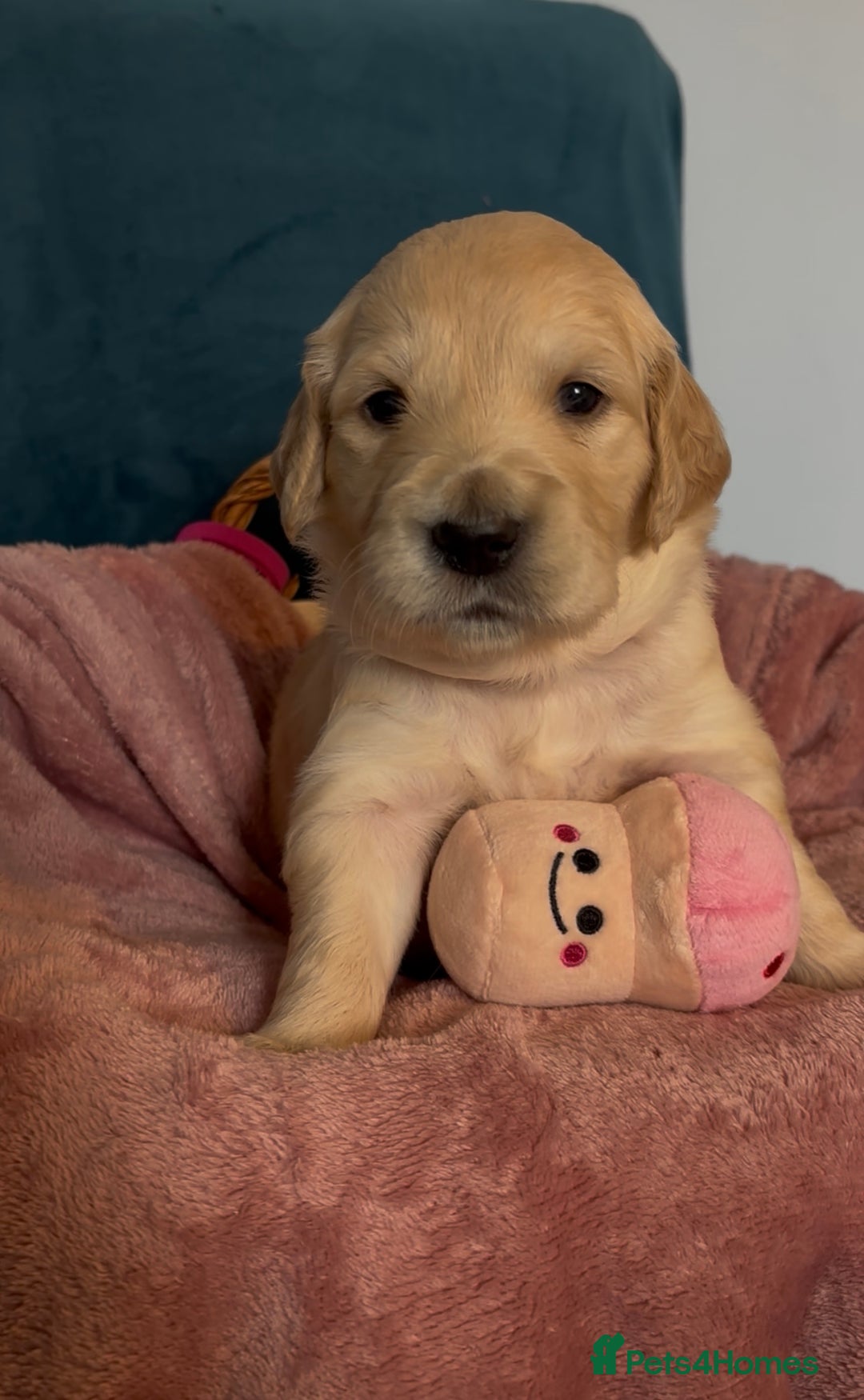 Golden Retriever dogs for sale: Gorgeous Golden Retriever Puppies - Image 11