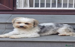 Yorkshire Terrier dogs for sale: Biews yorkshire terriers  - Image 9