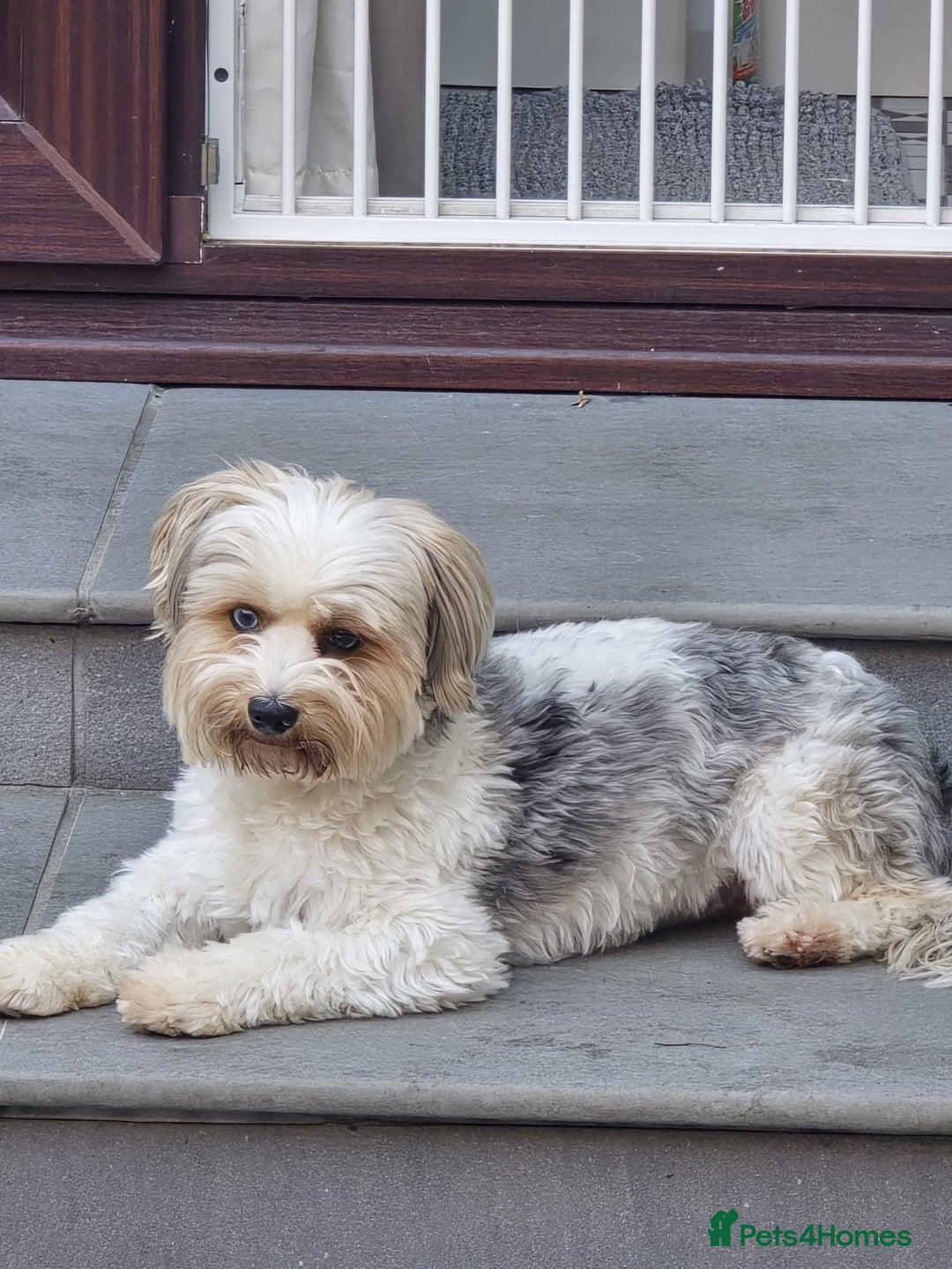Yorkshire Terrier dogs for sale: Biews yorkshire terriers  - Image 9