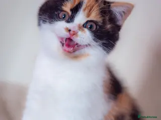 Scottish Fold cats The highest breeding quality Scottish Straight - Advert 3