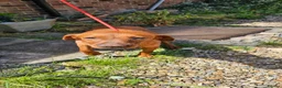 Labrador Retriever dogs for sale: Female red labrador retriever  in Bury Saint Edmunds - Advert 2