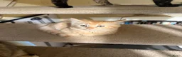 Munchkin cats for sale: 3 Gorgeous Munchkin Norwegian Forest X Kits - Advert 16