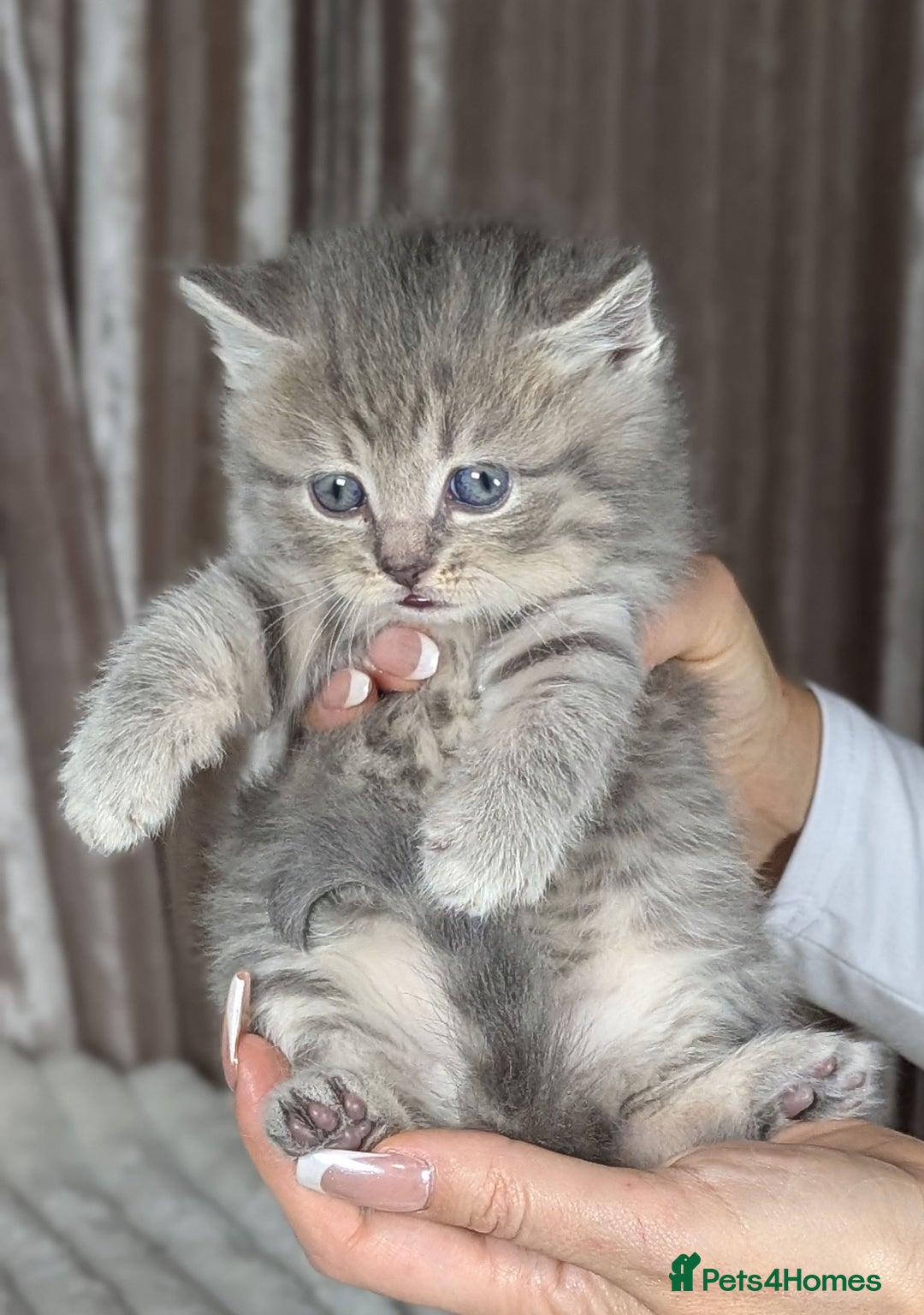 Scottish Fold cats for sale: 🐾TICA red ❣️SCOTTISH Fold•Straight - Advert 28