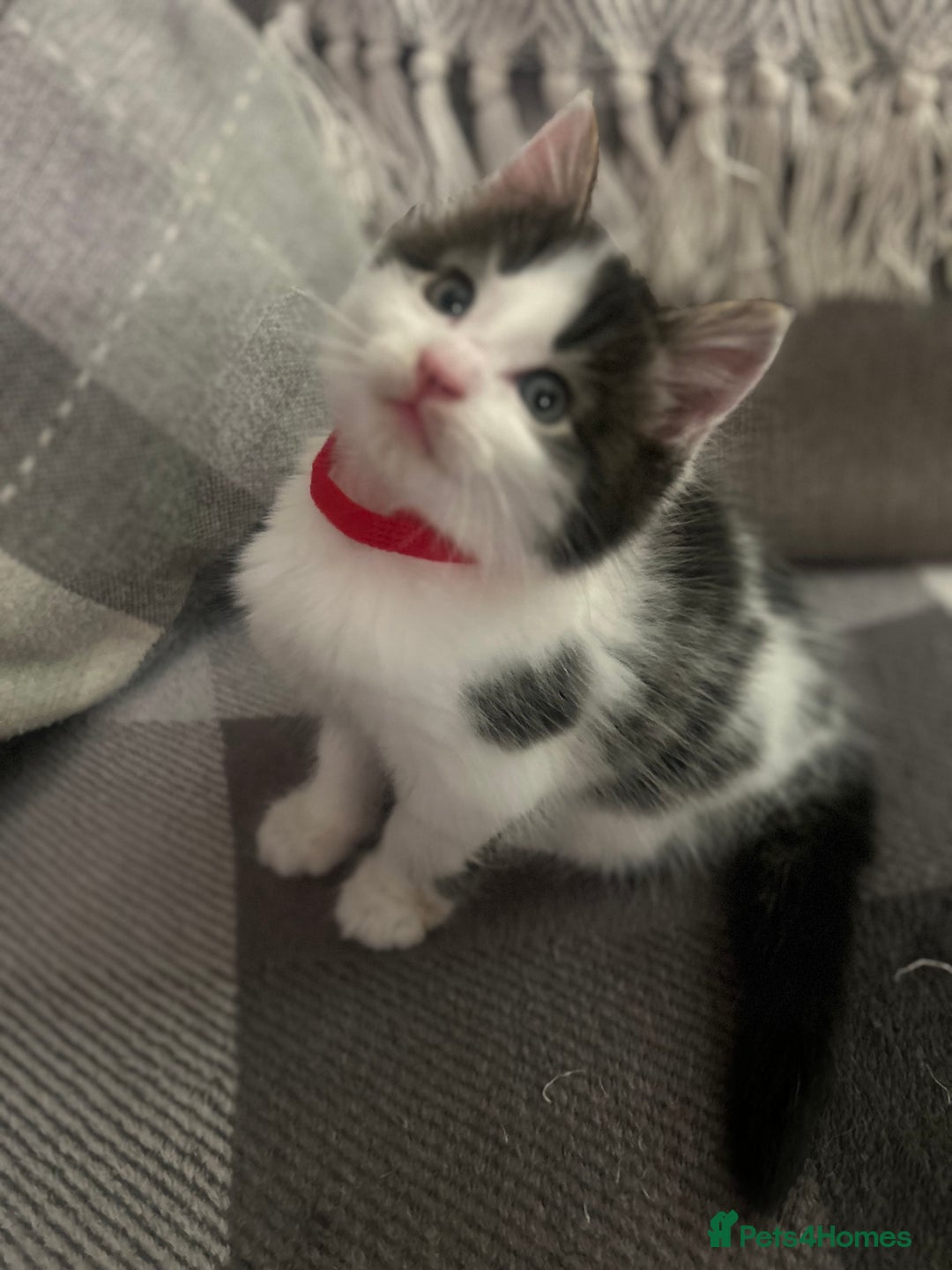 British Longhair cats for sale: Stunning friendly kittens - Image 5