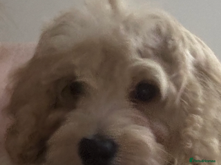 Cockapoo dogs Beautiful cockapoo puppy ready now xxx - Advert 16