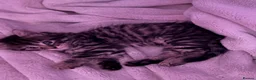 British Longhair cats for sale: Stunning fluffy British Longhair X Well Socialised in Norwich - Advert 3