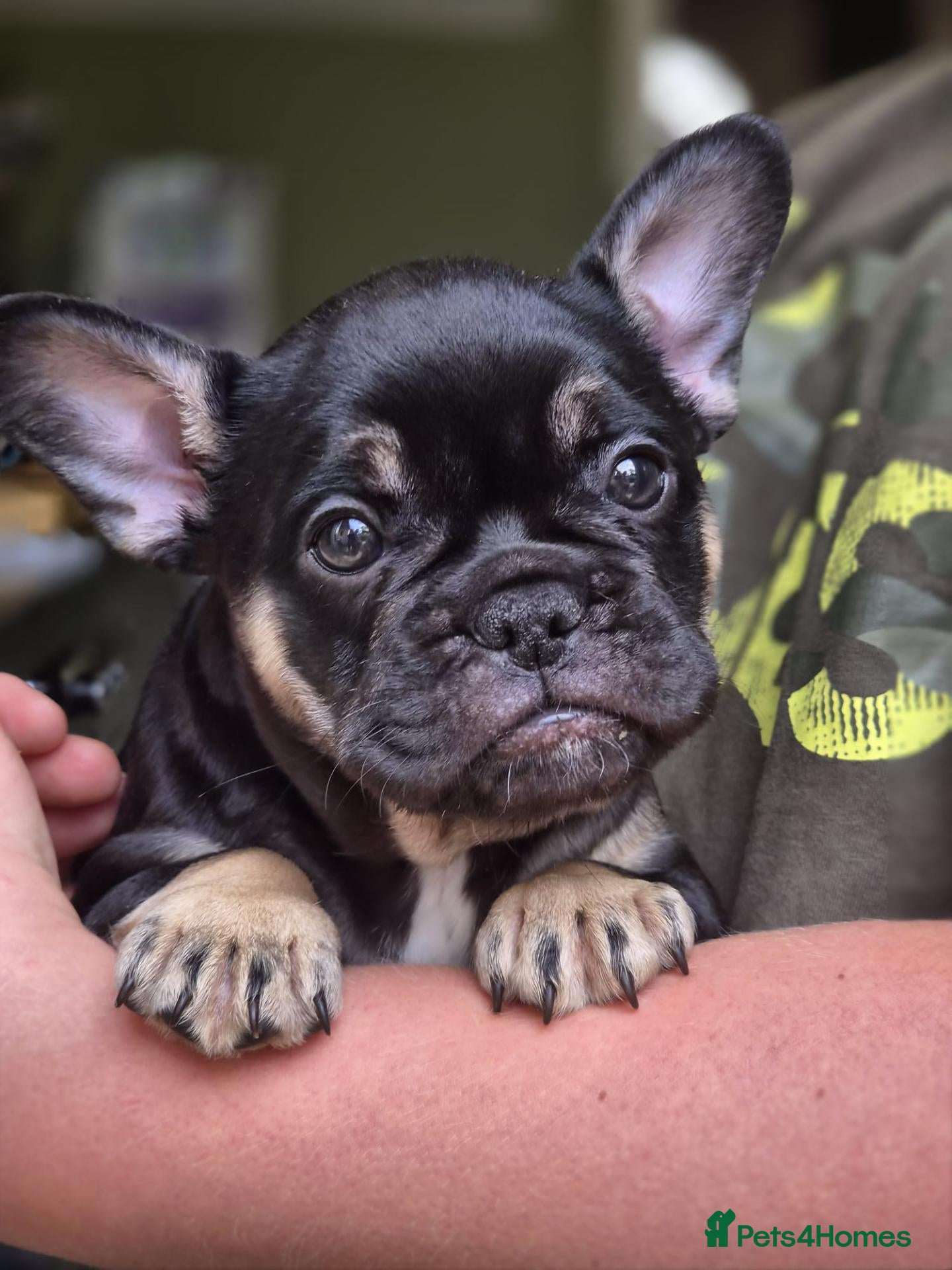 French Bulldog dogs READY NOW LAST 2 FRENCH BULLDOG PUPS - Advert 7