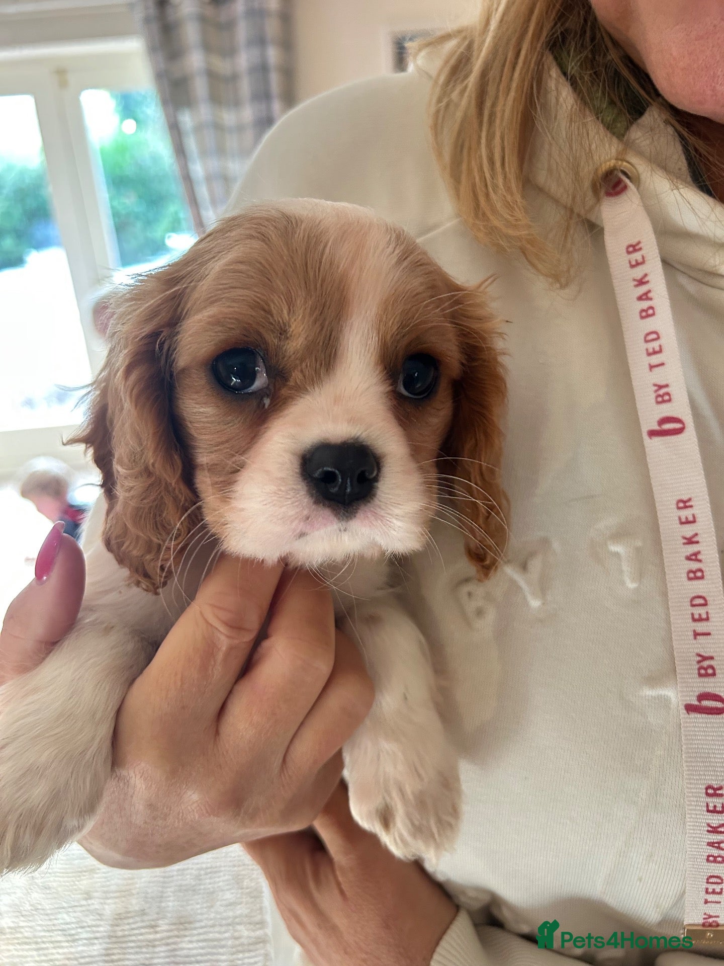 Cavalier King Charles Spaniel dogs Cavalier King Charles Puppies - Advert 5