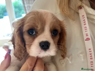 Cavalier King Charles Spaniel dogs Cavalier King Charles Puppies - Advert 5