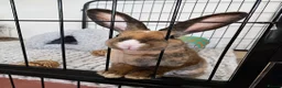 Belgian Hares rabbits for sale: HONEY 🍯  in Yeovil - Advert 2