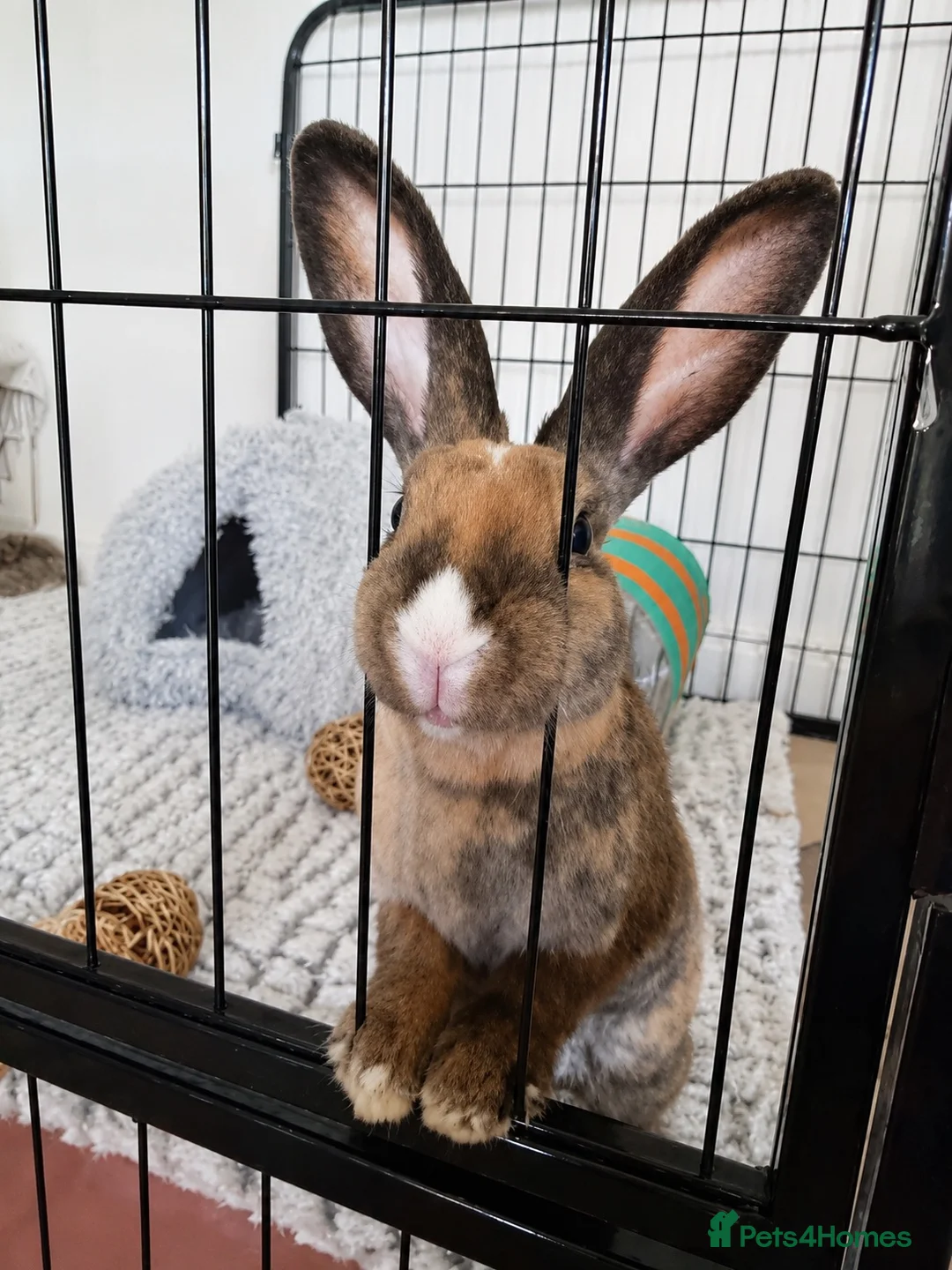 Belgian Hares rabbits for sale: HONEY 🍯  in Yeovil - Advert 2