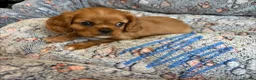 Cavalier King Charles Spaniel dogs for sale: Ruby&blenheim puppies  - Advert 6