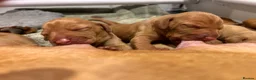 Hungarian Vizsla dogs for sale: Beautiful litter.  - Advert 7