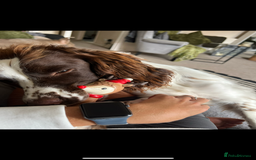 English Springer Spaniel dogs for sale: Rehoming male springer spaniel  - Image 8