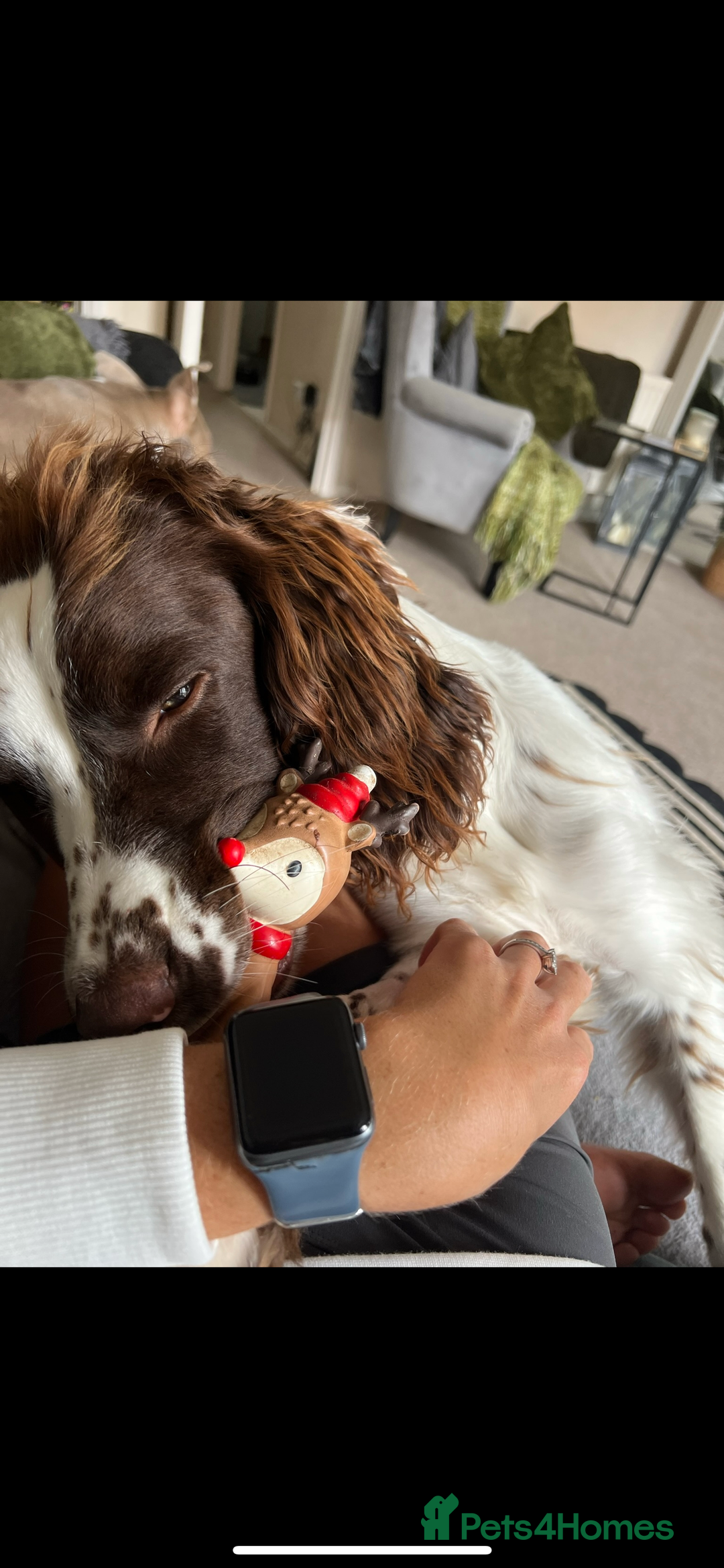 English Springer Spaniel dogs for sale: Rehoming male springer spaniel  - Image 8