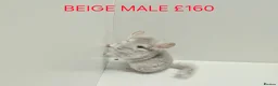 Chinchilla rodents for sale: HANDLED & TAME CHINCHILLA MIX COLOURS AND GENDER - Advert 5