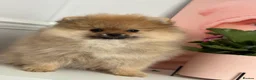 Pomeranian dogs for sale: ❤️ Exceptional KC Registered Pomeranian Puppies ❤️ - Advert 6