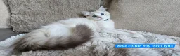 Ragdoll cats for sale: RAGDOLLS BOYS ONLY 2 LEFT - Advert 6