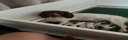 English Springer Spaniel dogs for sale: KC reg Springer spaniel Pups in Faringdon - Advert 1