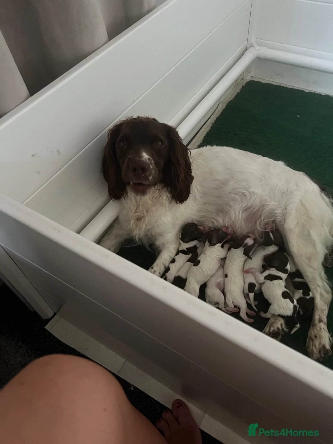 English Springer Spaniel dogs for sale: KC reg Springer spaniel Pups in Faringdon - Advert 1