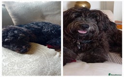 Bordoodle dogs for sale: Gorgeous boy - Image 3