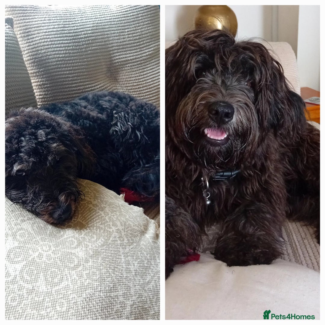 Bordoodle dogs for sale: Gorgeous boy - Image 3