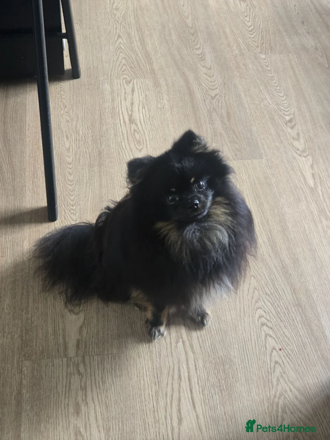 Pomeranian dogs for sale: Beautiful merle carrying girl poms - Advert 2