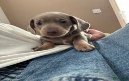 Miniature Dachshund dogs for sale: Beautiful KC Reg Miniature Dachshund Pups - Image 8