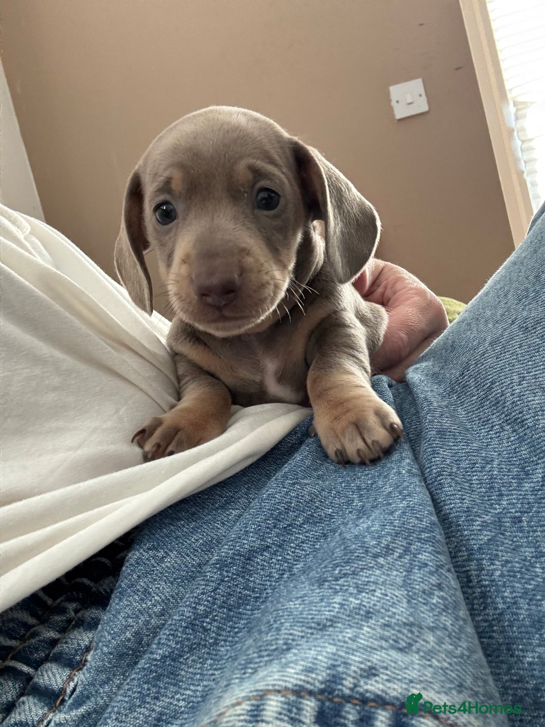 Miniature Dachshund dogs for sale: Beautiful KC Reg Miniature Dachshund Pups - Image 8