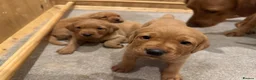 Labrador Retriever dogs for sale: Fox Red Labrador’s  - Advert 7