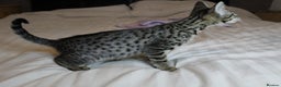 Savannah cats for sale: Stunning Davannah kittens - Advert 5