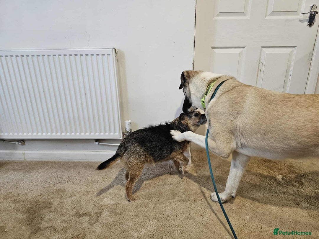 Mixed Breed dogs for adoption: Sadie – 11 months old, Female, Mixed Breed Pup - Advert 11