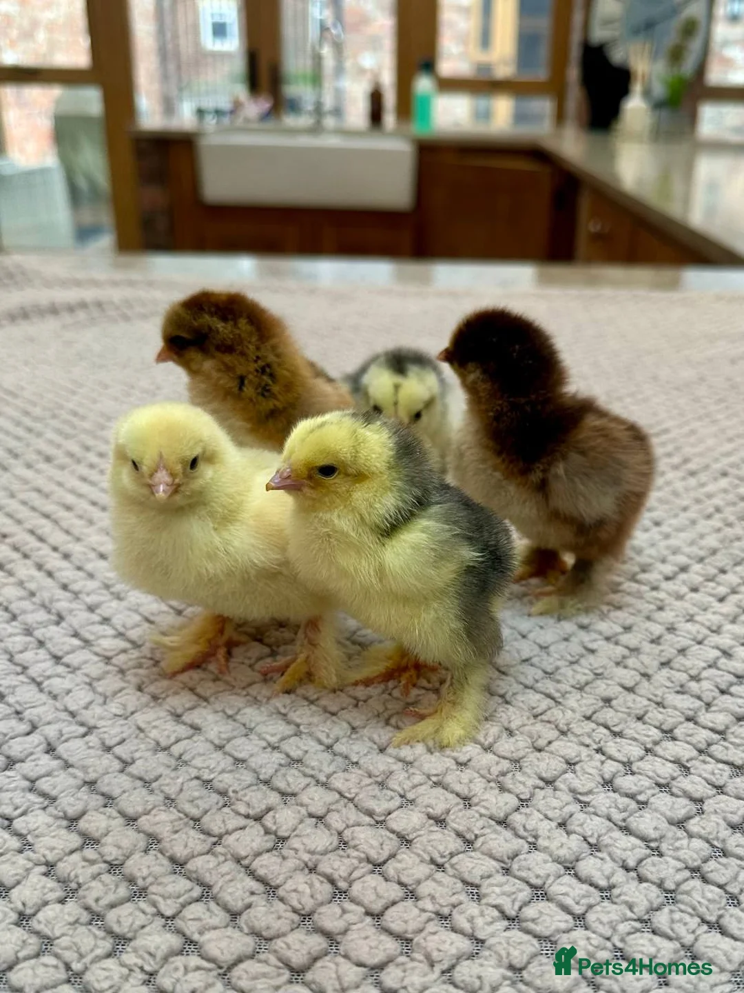 Chickens poultry for sale: LF Brahma Chicks - Advert 1