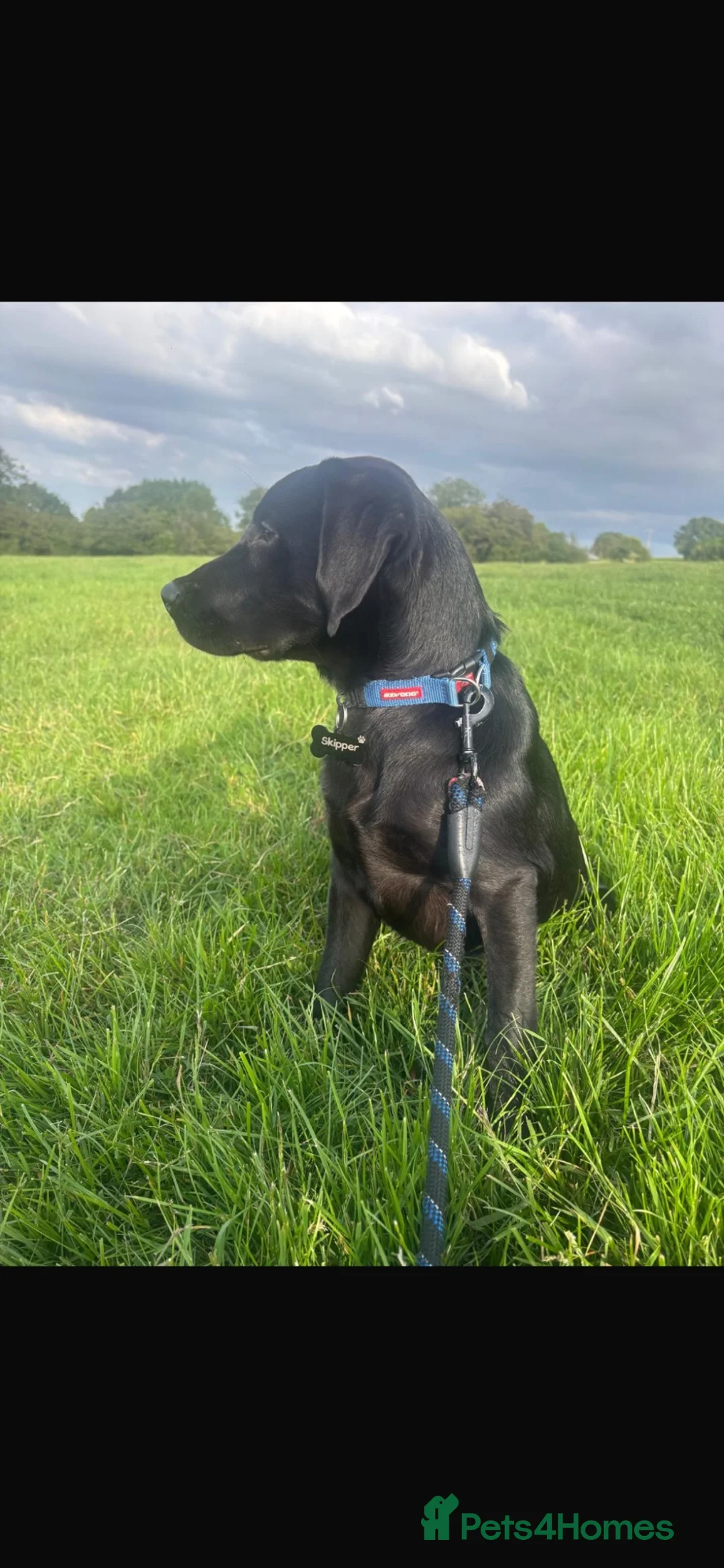 Labrador Retriever dogs for sale: 🐾 SKIPPER – KC REGISTERED WORKING LABRADOR in Pudsey - Advert 9
