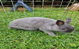 Netherland Dwarf rabbits for sale: Netherlands Dwarf - Image 7