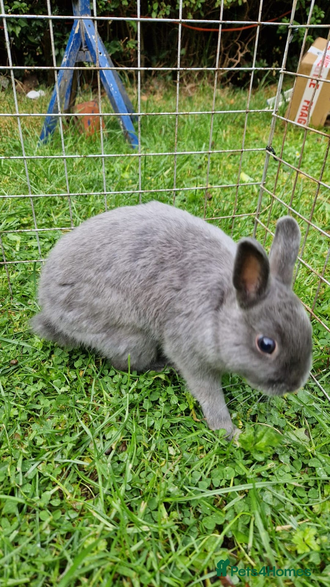 Netherland Dwarf rabbits for sale: Netherlands Dwarf - Image 7