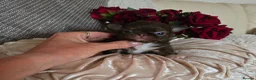 Chihuahua dogs for sale: Xx quality chocolate longcoat chihuahua puppies Xx - Advert 10