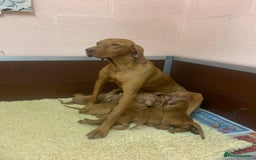 Hungarian Vizsla dogs for sale: Stunning Hungarian Vizsla Puppies  - Image 17