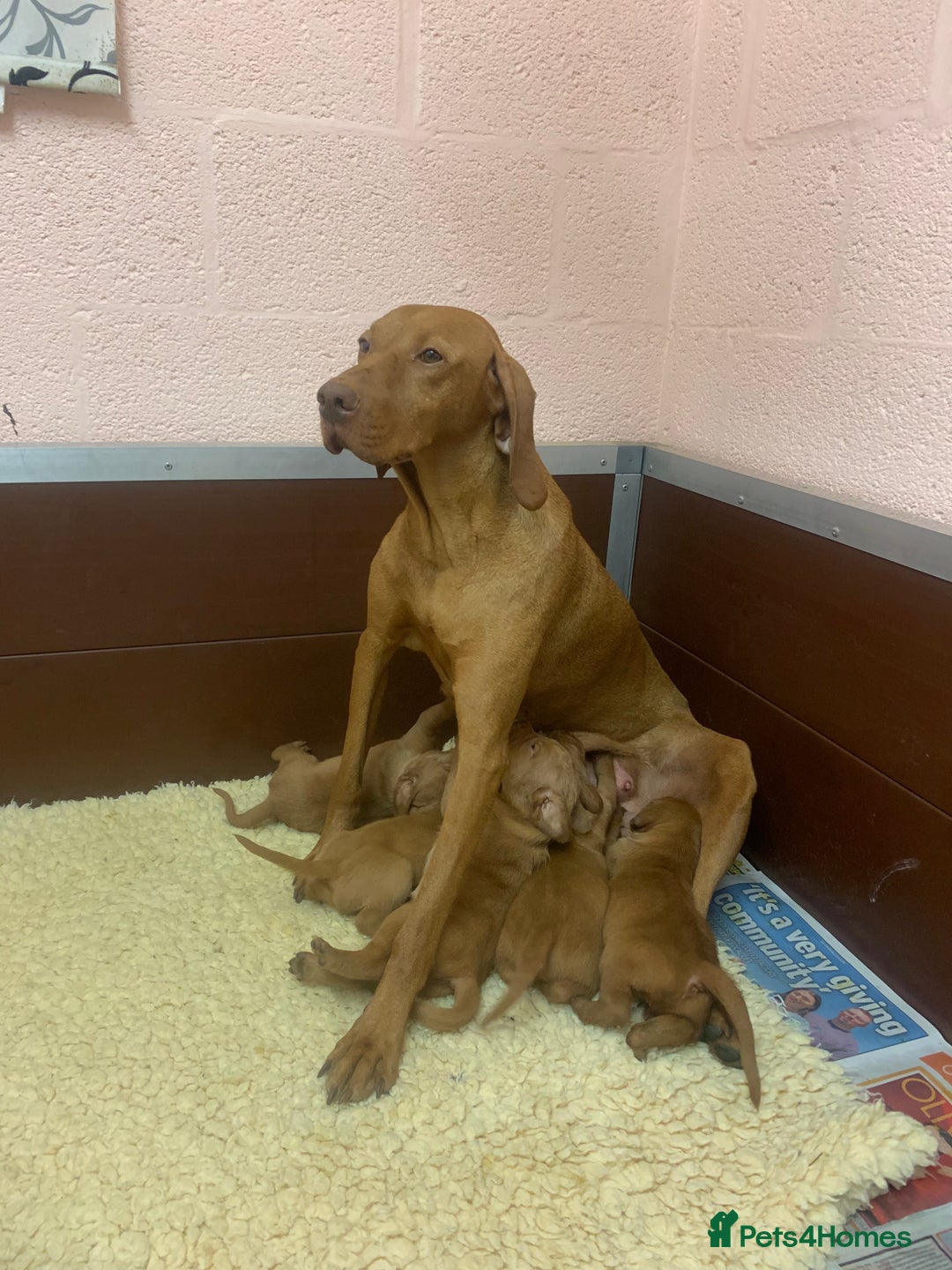 Hungarian Vizsla dogs for sale: Stunning Hungarian Vizsla Puppies  - Image 17