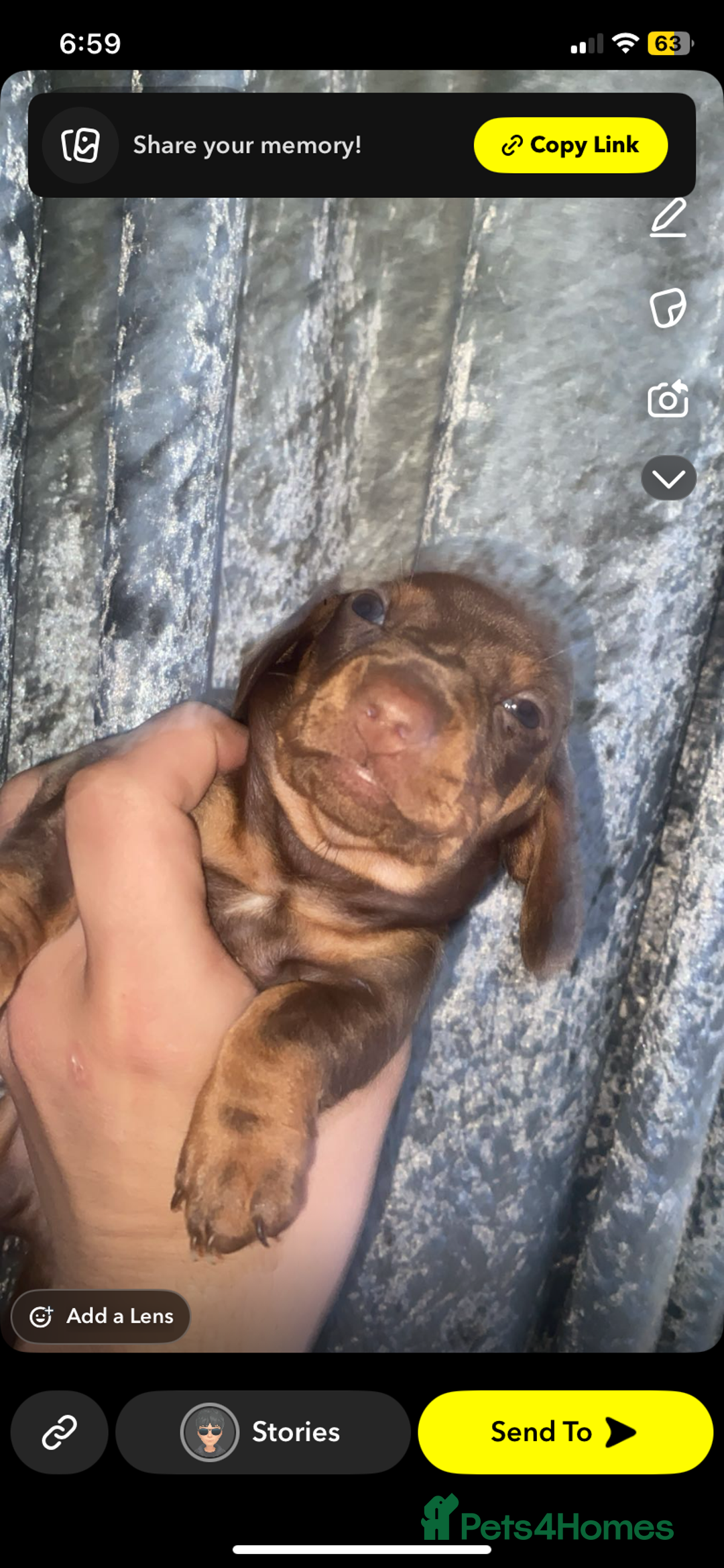 Miniature Dachshund dogs for sale: Miniature dachshund  in Oldham - Image 5