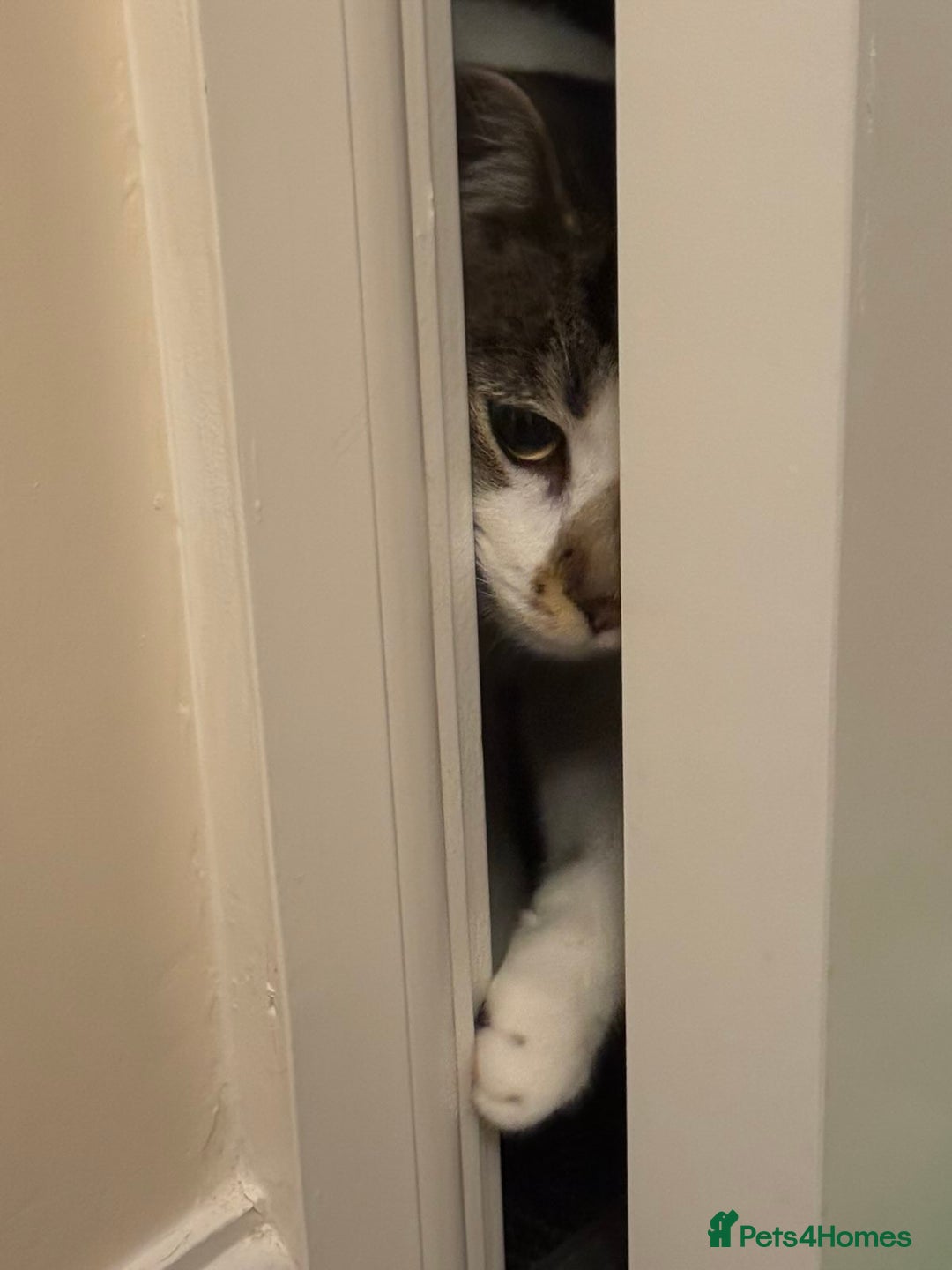 Domestic Shorthair cats for sale: Two Bonded Siblings for Sale - Advert 3