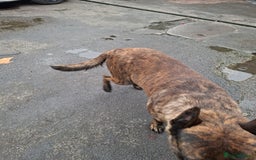 German Shepherd dogs for sale: German shepherd - Advert 5