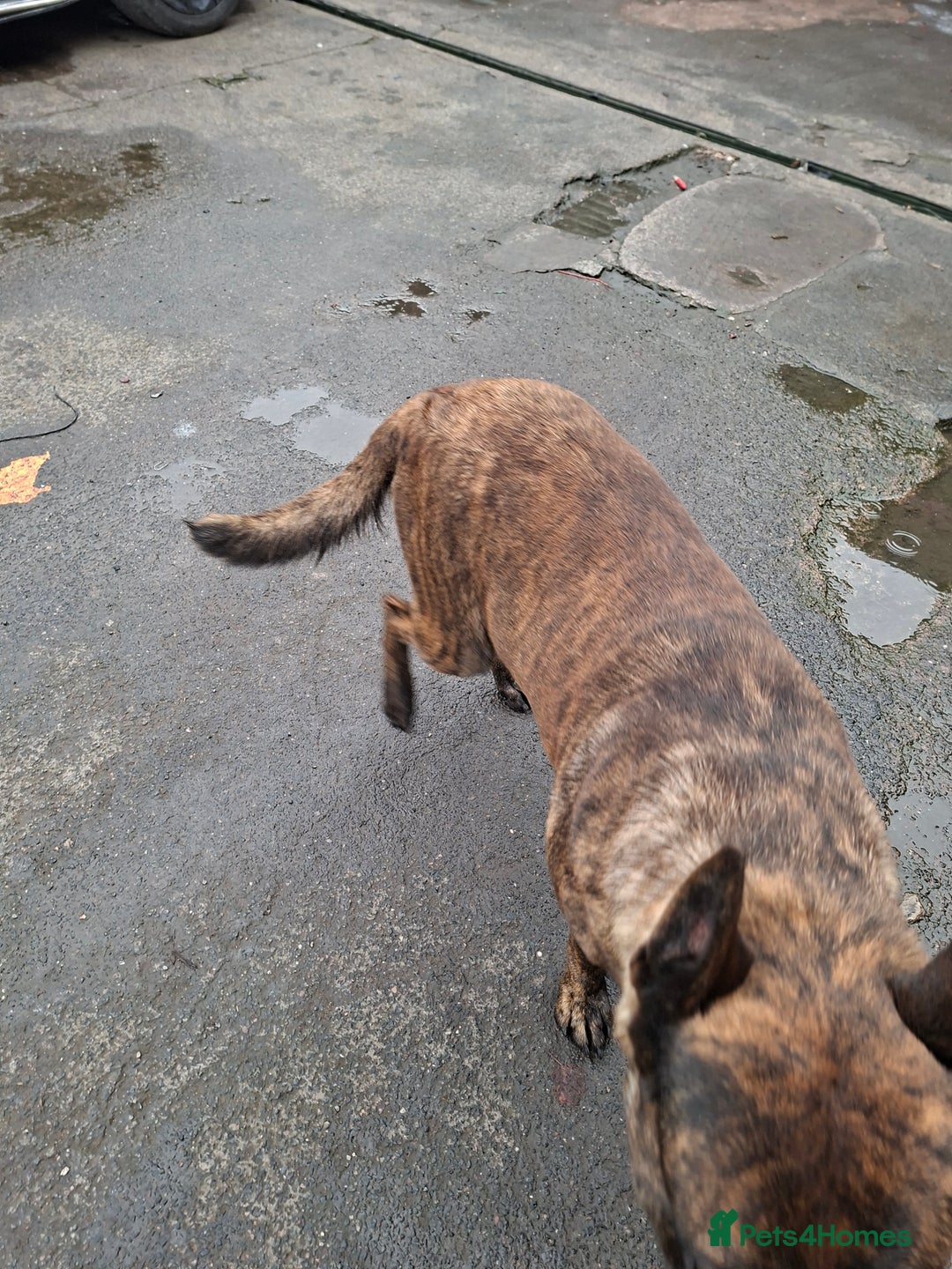 German Shepherd dogs for sale: German shepherd - Advert 5