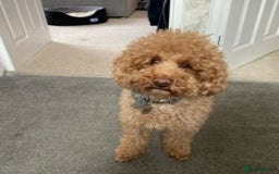 Toy Poodle dogs for stud: RED TOY POODLE KC REGISTERED PROVEN STUD in Derby - Image 11