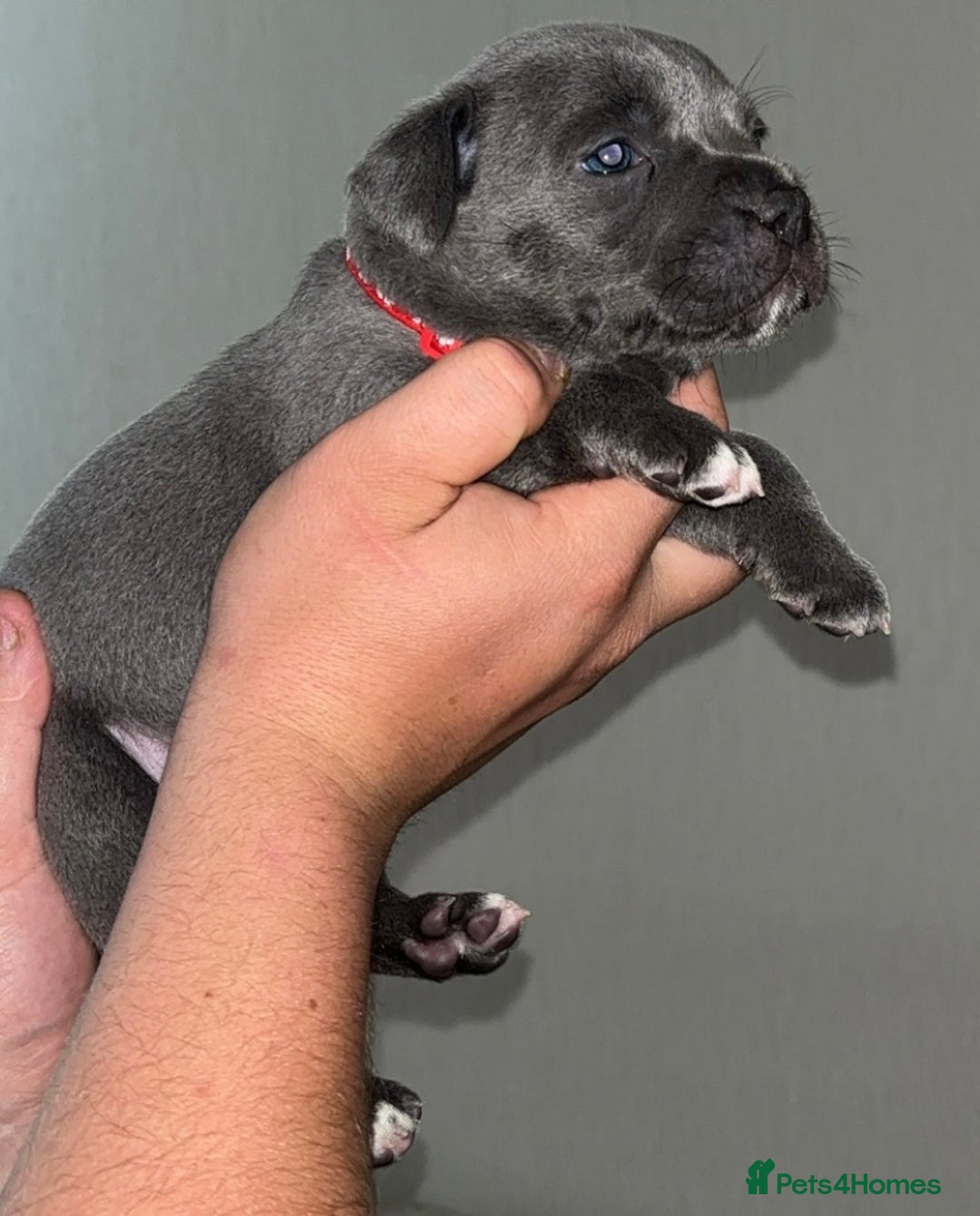 Staffordshire Bull Terrier dogs for sale: 🔥7 BLUE STAFFORDSHIRE BULL TERRIER PUPS REDUCED‼️ - Image 10